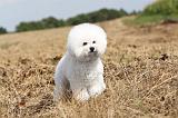 BICHON FRISE 108